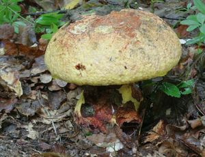 Klikni pro velký obrázek