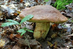 Klikni pro velký obrázek