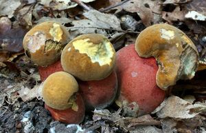 Klikni pro velký obrázek