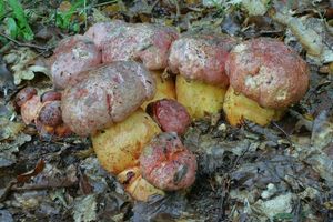 Klikni pro velký obrázek