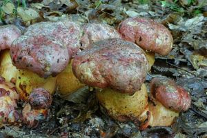 Klikni pro velký obrázek