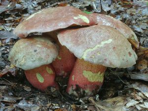 Klikni pro velký obrázek