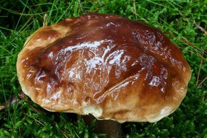 Klikni pro velký obrázek