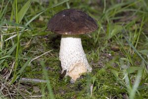 Kozák březový - Leccinum scabrum (Bull.) Gray 1821