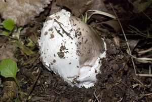 Muchomůrka pošvatá - Amanita vaginata