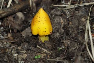 Voskovka stálá - Hygrocybe acutoconica (Clem.) Singer 1951