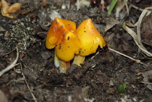 Voskovka stálá - Hygrocybe acutoconica (Clem.) Singer 1951