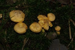 Liška bledá - Cantharellus pallens