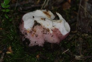 Holubinka namodralá - Russula cyanoxantha