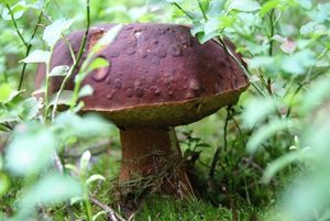 Hřib borový - Boletus pinophilus Pilát & Dermek