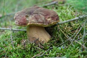 hřib borový (boletus pinophilus)