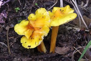 Voskovka stálá - Hygrocybe acutoconica (Clem.) Singer 1951