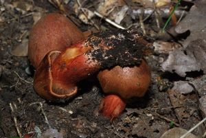 Pavučinec hnědočervený - Cortinarius phoeniceus (Bull.) M.Maire