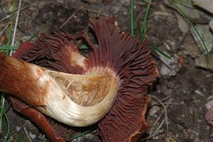 Pavučinec hnědočervený - Cortinarius phoeniceus (Bull.) M.Maire