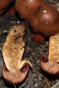 Pavučinec hnědočervený - Cortinarius phoeniceus (Bull.) M.Maire