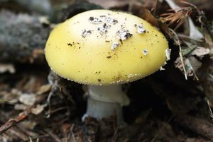 Muchomůrka slámožlutá - Amanita gemmata