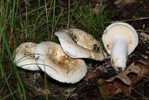 Ryzec peprný - Lactarius piperatus