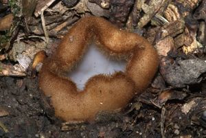 Bělokosmatka polokulovitá - Humaria hemisphaerica (F.H. Wigg.) Fuckel 1870