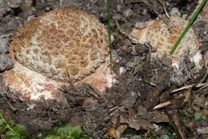 Muchomůrka růžovka - Amanita rubescens Pers. 1797