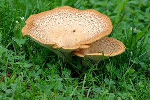 Choroš šupinatý - Polyporus squamosus