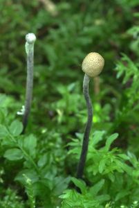 Housenice střevlíková - Ophiocordyceps entomorrhiza (Dicks.) G.H. Sung, J.M. Sung, Hywel-Jones & Spatafora 2007