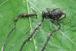 Housenice střevlíková - Ophiocordyceps entomorrhiza (Dicks.) G.H. Sung, J.M. Sung, Hywel-Jones & Spatafora 2007