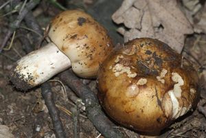 Holubinka smrdutá - Russula foetens Pers. 1796