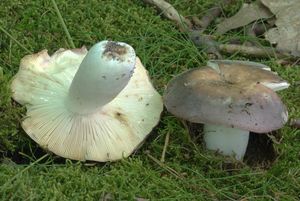 Holubinka namodralá - Russula cyanoxantha