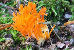 Krásnorůžek lepkavý - Calocera viscosa