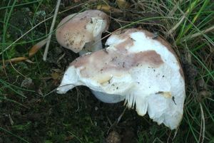 Holubinka mandlová - Russula vesca