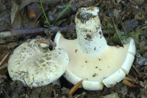 Ryzec peprný - Lactarius piperatus