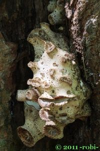 Choroš šupinatý - Cerioporus squamosus (Huds.) Quél. 1886