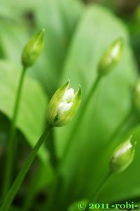 Česnek medvědí (Allium ursinum L.)