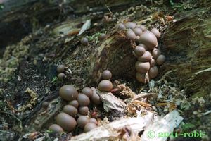 Vlčí mléko červené - Lycogala epidendrum (J.C. Buxb. ex L.) Fr.