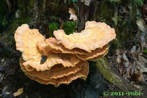 Sírovec žlutooranžový - Laetiporus sulphureus (Bull.) Murrill 1920
