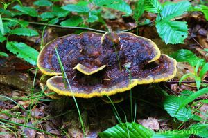 Hnědák Schweinitzův - Phaeolus schweinitzii (Fr.) Pat. 1900