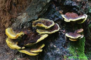 Hnědák Schweinitzův - Phaeolus schweinitzii (Fr.) Pat. 1900