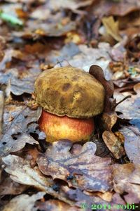 Klikni pro velký obrázek