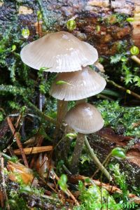 Klikni pro velký obrázek