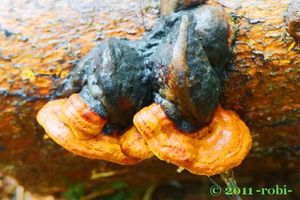 Troudnatec pásovaný - Fomitopsis pinicola (Sw.) P. Karst. 1881