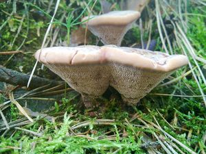 Klikni pro velký obrázek