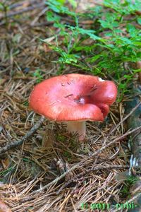 Holubinka jahodová - Russula paludosa Britzelm. 1891