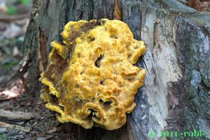 Hnědák Schweinitzův - Phaeolus schweinitzii (Fr.) Pat. 1900