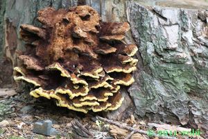 Hnědák Schweinitzův - Phaeolus schweinitzii (Fr.) Pat. 1900