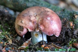 Holubinka mandlová - Russula vesca