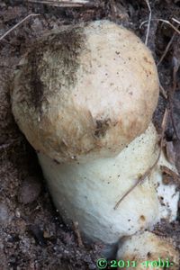 Hřib siný - Gyroporus cyanescens  (Bull.) Quél. 1886