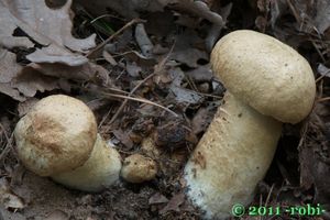 Hřib siný - Gyroporus cyanescens  (Bull.) Quél. 1886