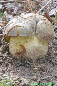 Hřib Fechtnerův - Boletus fechtneri Velen.