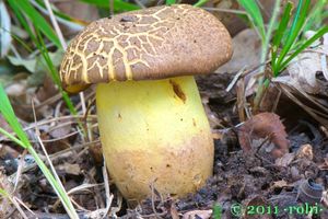 Klikni pro velký obrázek