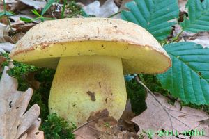 Klikni pro velký obrázek